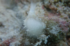 Sycon ciliatum