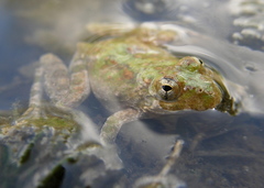 Blanchard's Cricket Frog photo 3