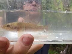 Gobiomorphus gobioides