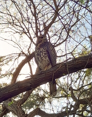 Parabuteo unicinctus