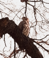 Parabuteo unicinctus