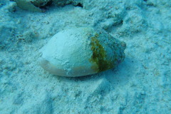 Macrocypraea cervus