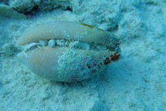 Macrocypraea cervus