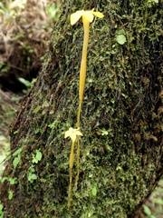 Voyria aphylla image