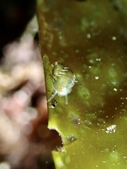 Eulithidium