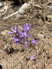 Brodiaea minor