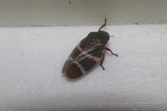 Aeneolamia albofasciata