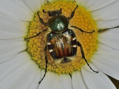 Trichiotinus affinis