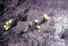 Pultenaea tuberculata