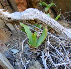 Bulbine latifolia