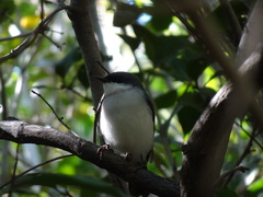 Eopsaltria pulverulenta