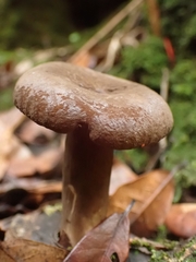 Lactifluus gerardii