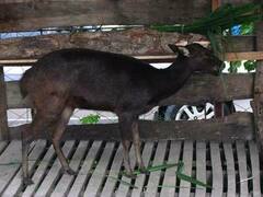 Philippine Deer photo 2
