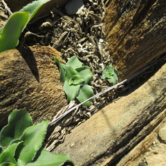 Chlorophytum crispum