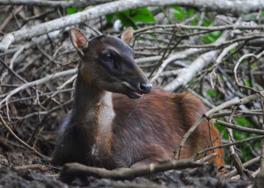 Philippine Brown Deer (Rusa marianna) - Know Your Mammals