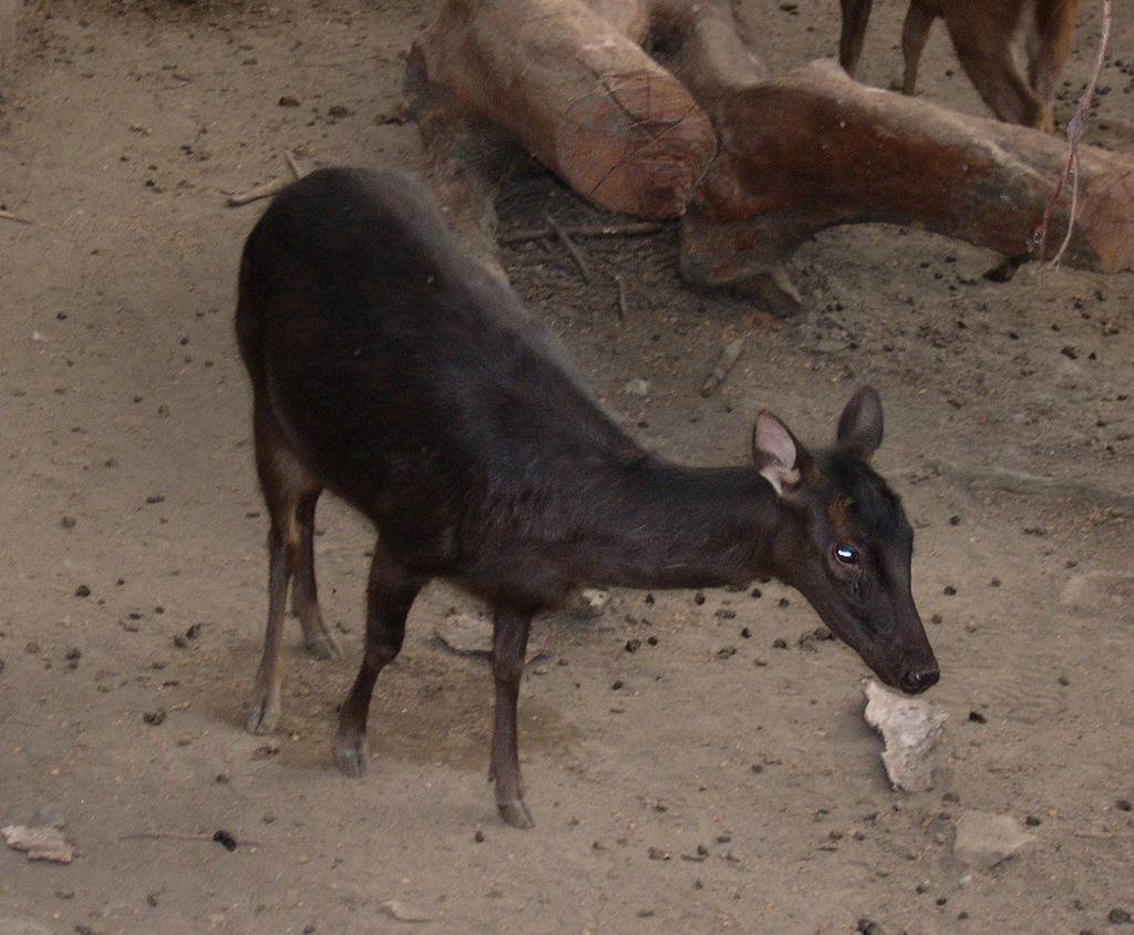 Philippine Brown Deer (Rusa marianna) - Know Your Mammals