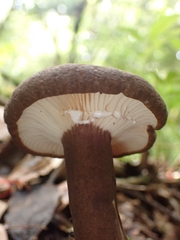 Lactifluus gerardii