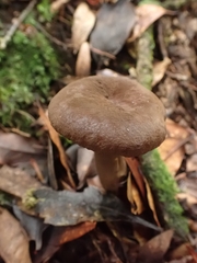 Lactifluus gerardii