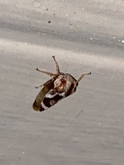 Cyrtolobus vau