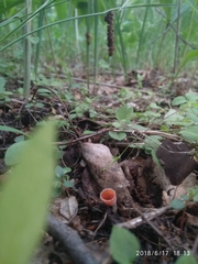 Microstoma floccosum