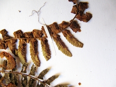 Polystichum craspedosorum