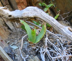 Bulbine latifolia