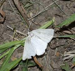 Lychnosea intermicata