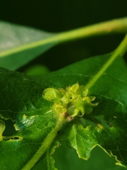 Andricus foliaformis