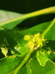 Andricus foliaformis