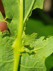 Andricus foliaformis