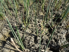 Schoenoplectus subulatus