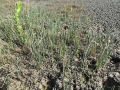 Schoenoplectus subulatus