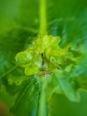 Andricus foliaformis