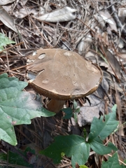 Boletellus ananas