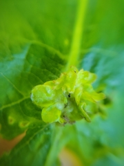 Andricus foliaformis