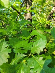 Andricus foliaformis