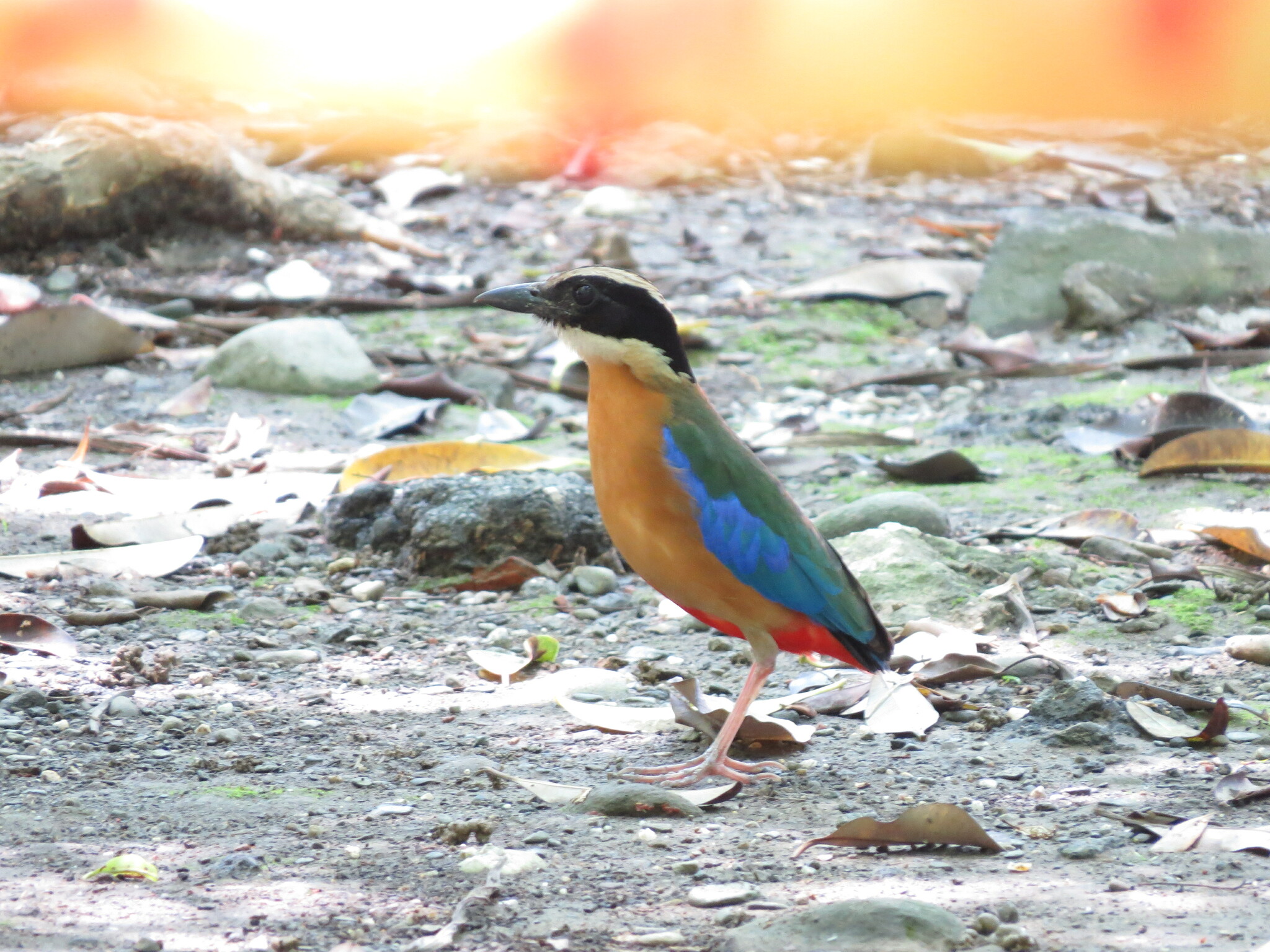 Blue-winged Pitta
