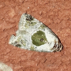 Maliattha synochitis