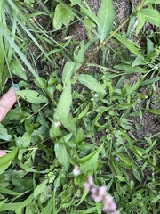 Persicaria longiseta