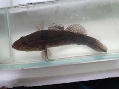 Gobiomorphus gobioides