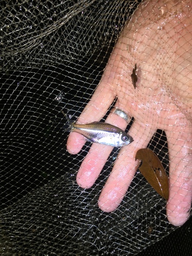 Ambassidae