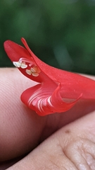 Penstemon barbatus torreyi