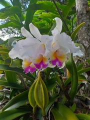 Cattleya quadricolor