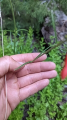 Penstemon barbatus torreyi