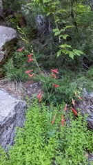 Penstemon barbatus torreyi