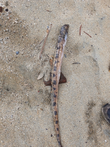 Shorttail viper eel (Scytalichthys miurus) — Ophichthidae — 3