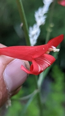 Penstemon barbatus torreyi