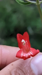 Penstemon barbatus torreyi