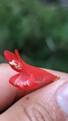 Penstemon barbatus torreyi