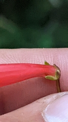 Penstemon barbatus torreyi